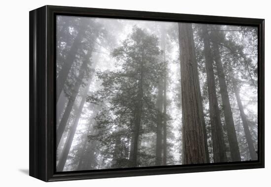 Lady Bird Johnson Grove, Prairie Creek Redwoods SP, California-Rob Sheppard-Framed Premier Image Canvas