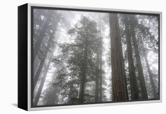 Lady Bird Johnson Grove, Prairie Creek Redwoods SP, California-Rob Sheppard-Framed Premier Image Canvas