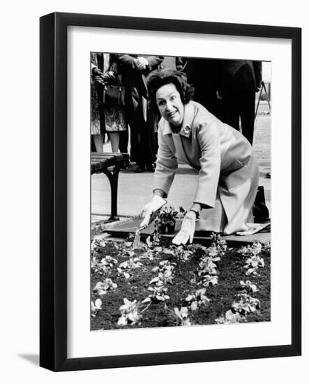 Lady Bird Johnson Planting Pansies on the Famed Capitol Mall-null-Framed Photo