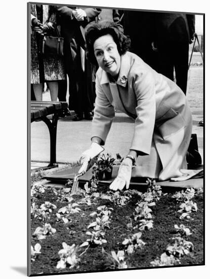 Lady Bird Johnson Planting Pansies on the Famed Capitol Mall-null-Mounted Photo