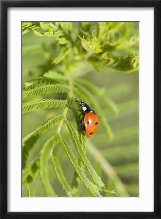 Lady Bug (Coccinella Magnifica), Kansas, USA' Photographic Print - Michael  Scheufler | Art.com