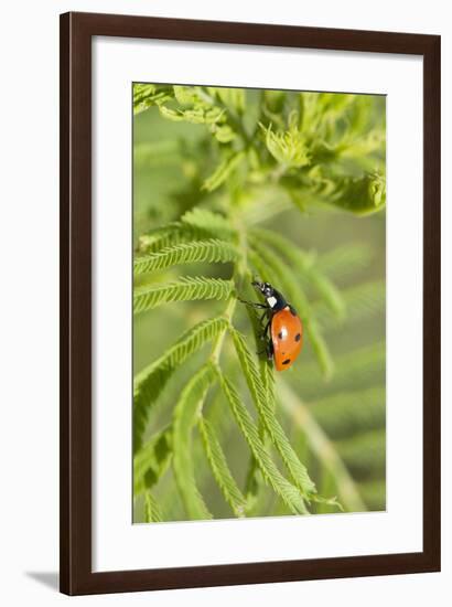 Lady Bug (Coccinella Magnifica), Kansas, USA-Michael Scheufler-Framed Photographic Print