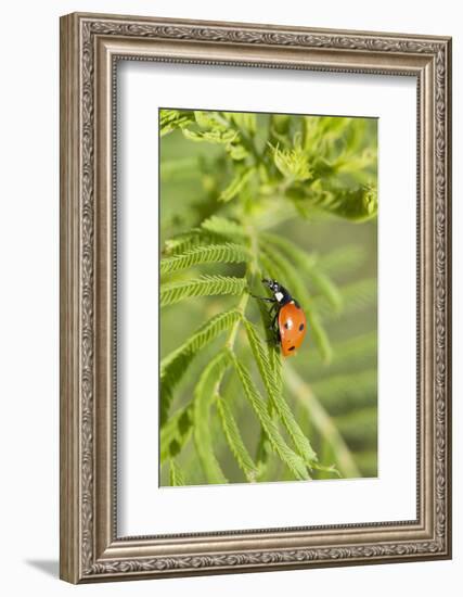 Lady Bug (Coccinella Magnifica), Kansas, USA-Michael Scheufler-Framed Photographic Print