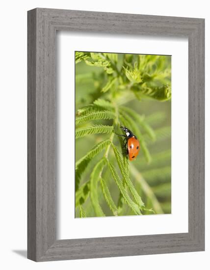 Lady Bug (Coccinella Magnifica), Kansas, USA-Michael Scheufler-Framed Photographic Print