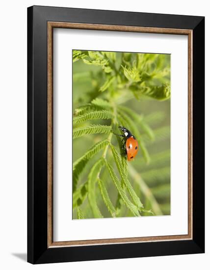 Lady Bug (Coccinella Magnifica), Kansas, USA-Michael Scheufler-Framed Photographic Print