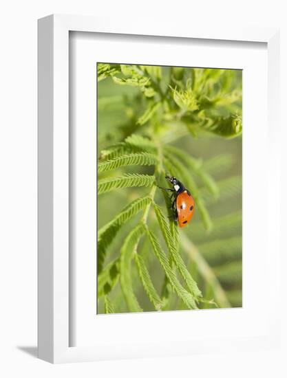 Lady Bug (Coccinella Magnifica), Kansas, USA-Michael Scheufler-Framed Photographic Print