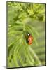 Lady Bug (Coccinella Magnifica), Kansas, USA-Michael Scheufler-Mounted Photographic Print