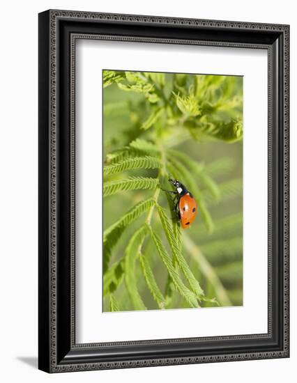 Lady Bug (Coccinella Magnifica), Kansas, USA-Michael Scheufler-Framed Photographic Print