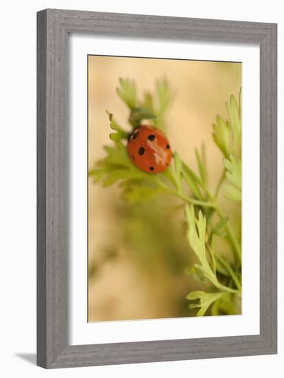 Lady Bug II-Karyn Millet-Framed Photographic Print