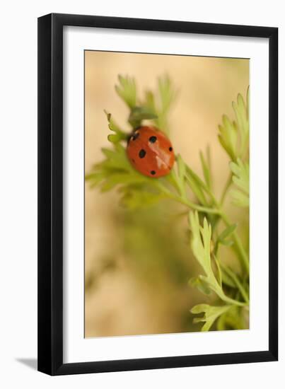 Lady Bug II-Karyn Millet-Framed Photographic Print