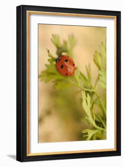 Lady Bug II-Karyn Millet-Framed Photographic Print
