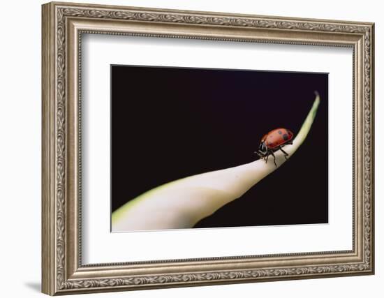 Lady Bug on Leaf-DLILLC-Framed Photographic Print