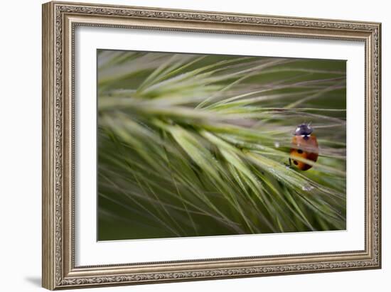 Lady Bug-Gordon Semmens-Framed Photographic Print