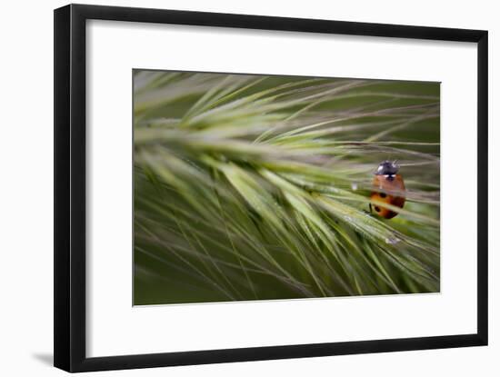 Lady Bug-Gordon Semmens-Framed Photographic Print