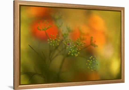 Lady Bug-Heidi Westum-Framed Premier Image Canvas