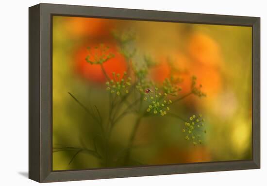 Lady Bug-Heidi Westum-Framed Premier Image Canvas