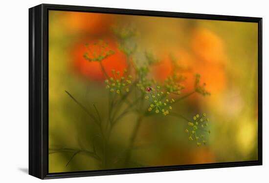 Lady Bug-Heidi Westum-Framed Premier Image Canvas