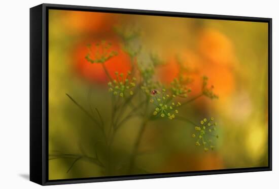 Lady Bug-Heidi Westum-Framed Premier Image Canvas