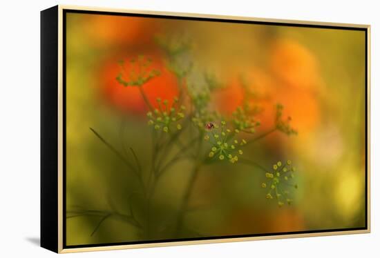 Lady Bug-Heidi Westum-Framed Premier Image Canvas