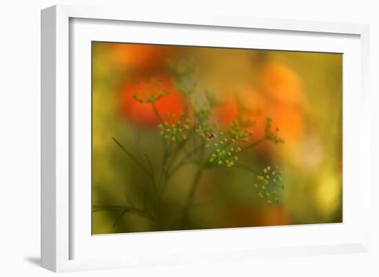 Lady Bug-Heidi Westum-Framed Photographic Print