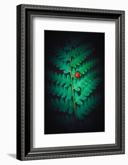 Lady Bug-Philippe Sainte-Laudy-Framed Photographic Print