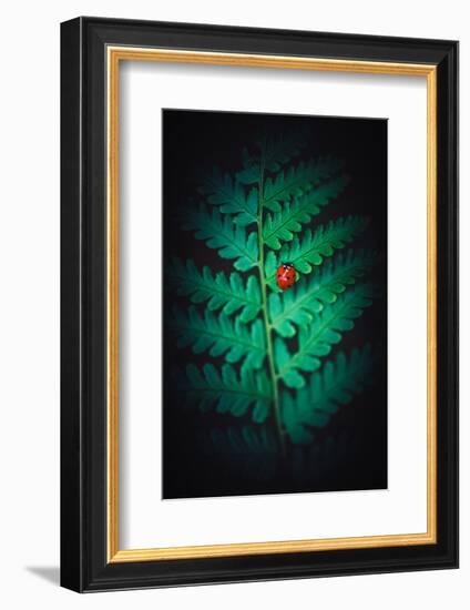 Lady Bug-Philippe Sainte-Laudy-Framed Photographic Print