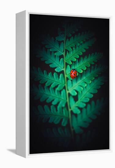 Lady Bug-Philippe Sainte-Laudy-Framed Premier Image Canvas