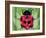 Lady Bug-Teofilo Olivieri-Framed Giclee Print