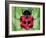 Lady Bug-Teofilo Olivieri-Framed Giclee Print