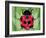 Lady Bug-Teofilo Olivieri-Framed Giclee Print