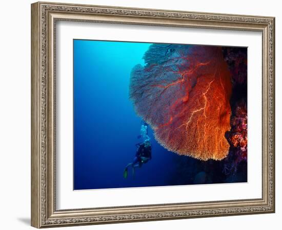 Lady Diver Exploring Tropical Bright Reef with Big Hard Coral on Foreground-Dudarev Mikhail-Framed Photographic Print