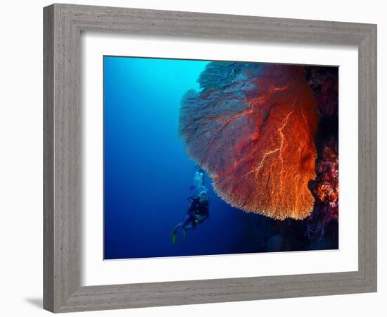 Lady Diver Exploring Tropical Bright Reef with Big Hard Coral on Foreground-Dudarev Mikhail-Framed Photographic Print