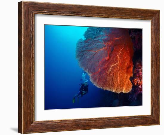 Lady Diver Exploring Tropical Bright Reef with Big Hard Coral on Foreground-Dudarev Mikhail-Framed Photographic Print