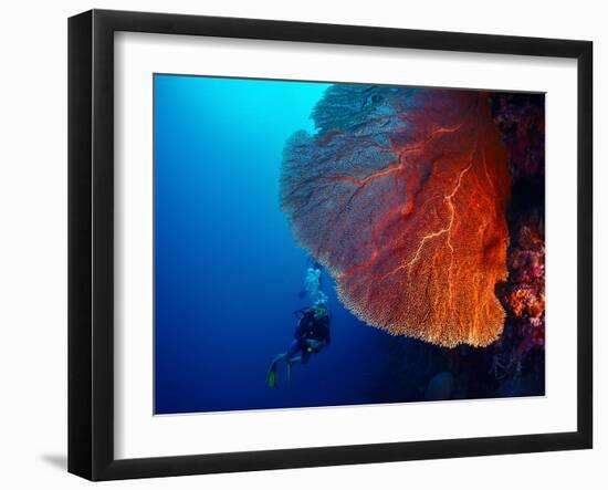 Lady Diver Exploring Tropical Bright Reef with Big Hard Coral on Foreground-Dudarev Mikhail-Framed Photographic Print