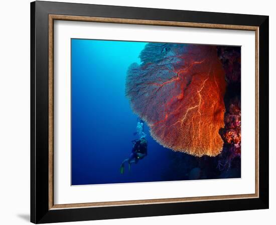Lady Diver Exploring Tropical Bright Reef with Big Hard Coral on Foreground-Dudarev Mikhail-Framed Photographic Print