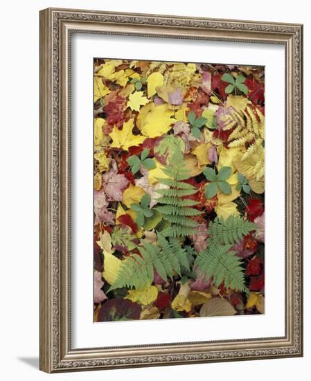 Lady Fern and Autumn Leaves, Great Smoky Mountains National Park, Tennessee, USA-Adam Jones-Framed Photographic Print