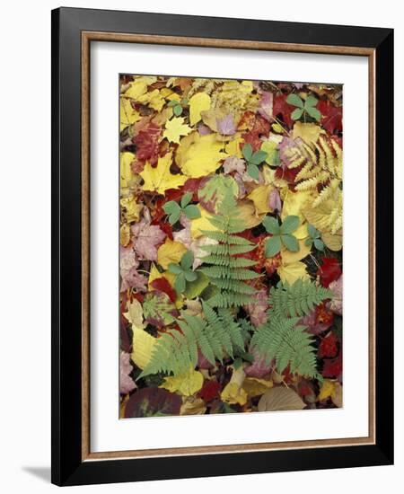 Lady Fern and Autumn Leaves, Great Smoky Mountains National Park, Tennessee, USA-Adam Jones-Framed Photographic Print