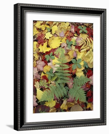 Lady Fern and Autumn Leaves, Great Smoky Mountains National Park, Tennessee, USA-Adam Jones-Framed Photographic Print