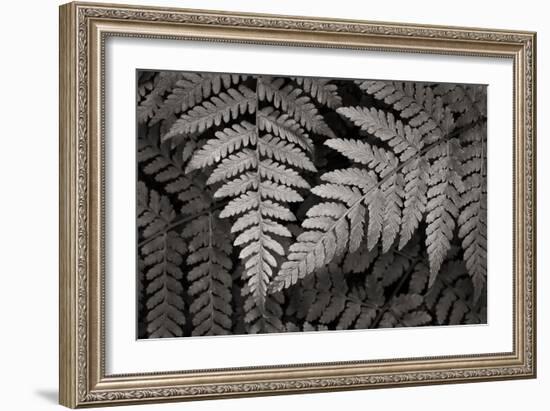 Lady Fern II-Alan Majchrowicz-Framed Art Print