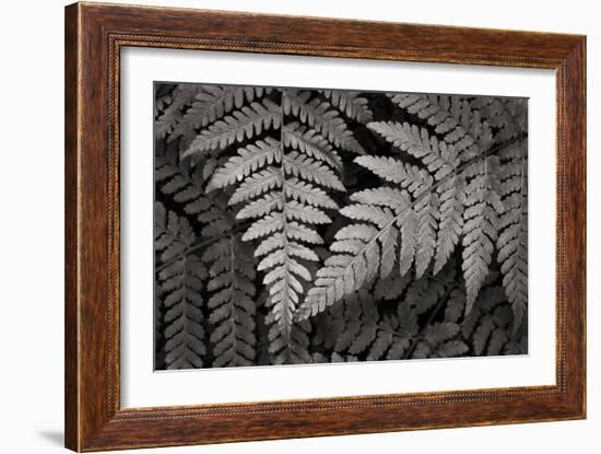 Lady Fern II-Alan Majchrowicz-Framed Art Print