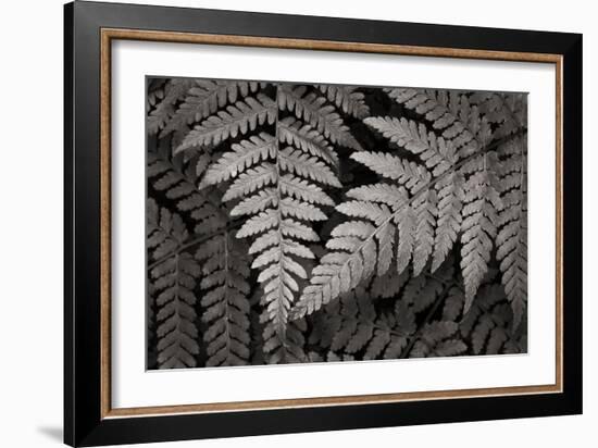 Lady Fern II-Alan Majchrowicz-Framed Art Print