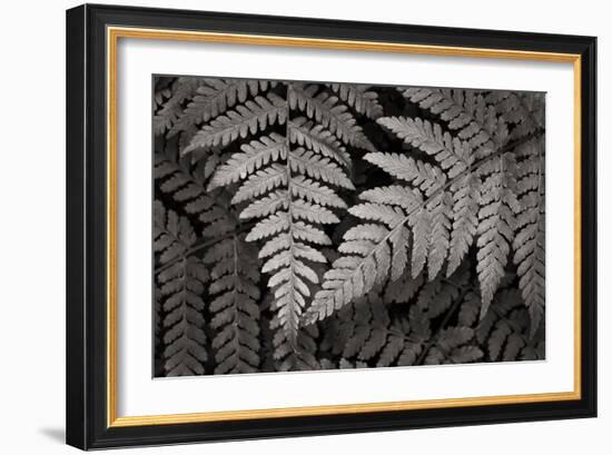 Lady Fern II-Alan Majchrowicz-Framed Art Print