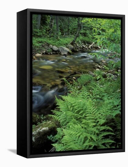 Lady Fern, Lyman Brook, The Nature Conservancy's Bunnell Tract, New Hampshire, USA-Jerry & Marcy Monkman-Framed Premier Image Canvas