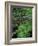 Lady Fern, Lyman Brook, The Nature Conservancy's Bunnell Tract, New Hampshire, USA-Jerry & Marcy Monkman-Framed Photographic Print