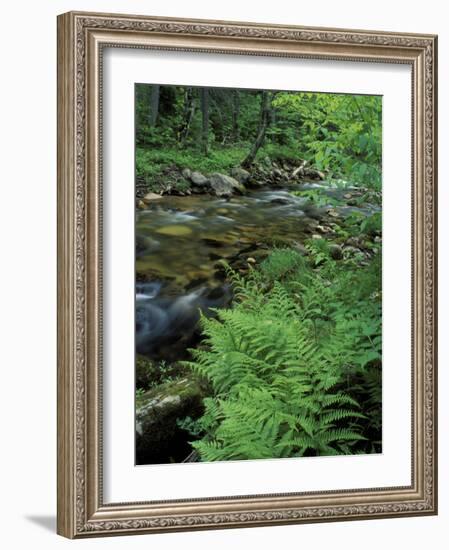 Lady Fern, Lyman Brook, The Nature Conservancy's Bunnell Tract, New Hampshire, USA-Jerry & Marcy Monkman-Framed Photographic Print