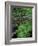 Lady Fern, Lyman Brook, The Nature Conservancy's Bunnell Tract, New Hampshire, USA-Jerry & Marcy Monkman-Framed Photographic Print