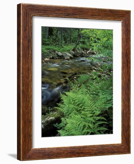 Lady Fern, Lyman Brook, The Nature Conservancy's Bunnell Tract, New Hampshire, USA-Jerry & Marcy Monkman-Framed Photographic Print