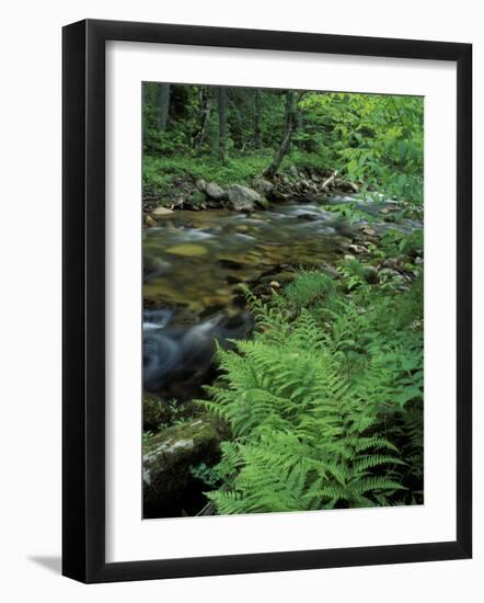 Lady Fern, Lyman Brook, The Nature Conservancy's Bunnell Tract, New Hampshire, USA-Jerry & Marcy Monkman-Framed Photographic Print