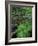 Lady Fern, Lyman Brook, The Nature Conservancy's Bunnell Tract, New Hampshire, USA-Jerry & Marcy Monkman-Framed Photographic Print