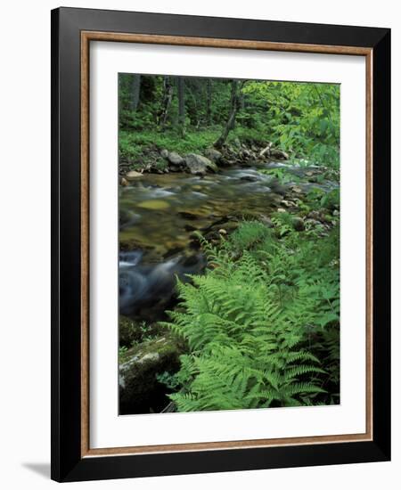 Lady Fern, Lyman Brook, The Nature Conservancy's Bunnell Tract, New Hampshire, USA-Jerry & Marcy Monkman-Framed Photographic Print